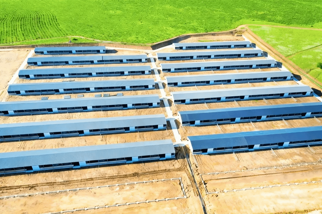 山西建投安装集团阿鲁科尔沁旗优质乳肉兼用牛数智化园区建设项目正式投运