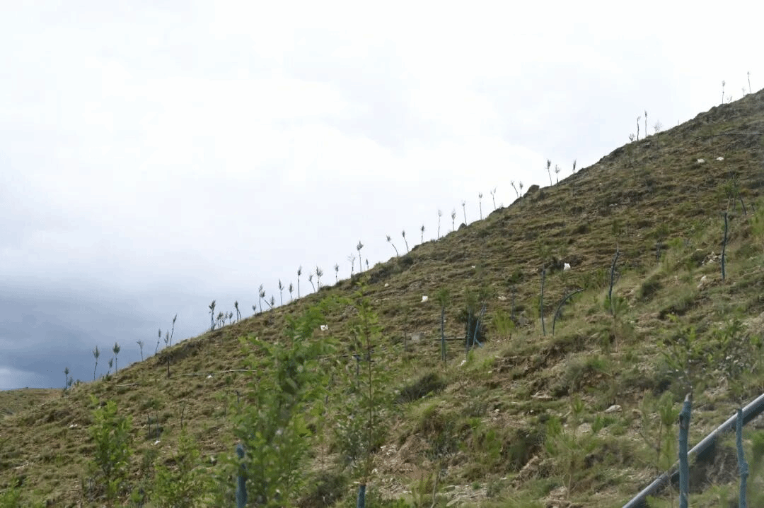 港澳铁盘神算5042论坛